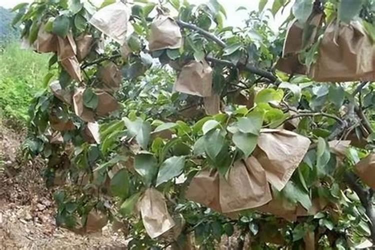 老师葡萄袋套完了怎样管理以后