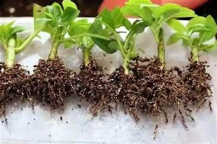 农药可以和施肥同时吗？