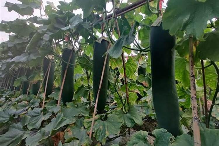 黑皮冬瓜留瓜后怎样施肥