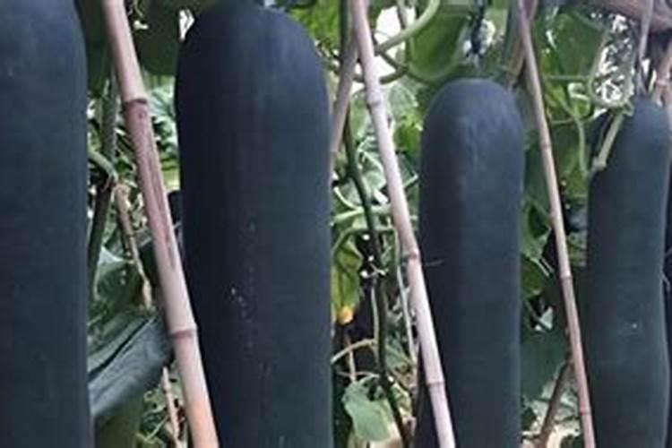 黑皮冬瓜种植 黑皮冬瓜如何种植