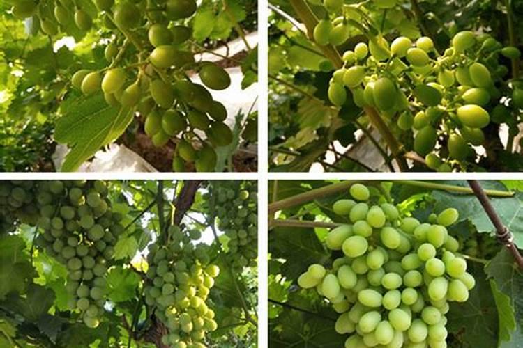 隆耕牛有机水溶肥价格表