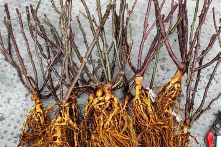 葡萄苗期可以用钙灌根促进根系发育吗？第一年的苗会伤根吗？