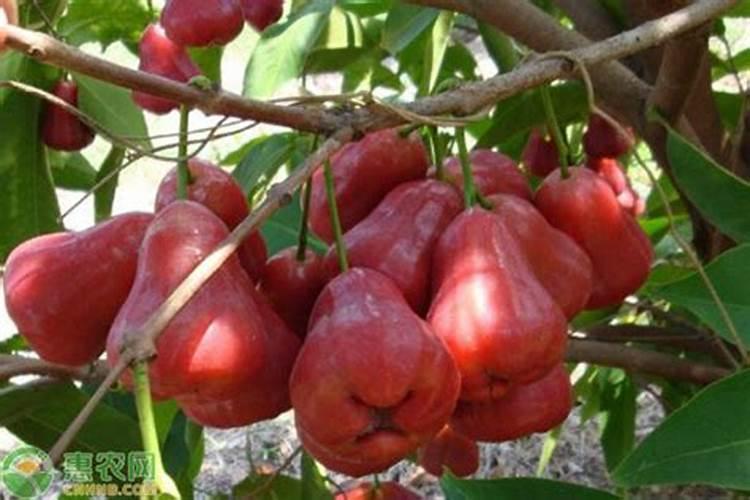 蔬菜施用锌肥一亩用多少,需要注意什么