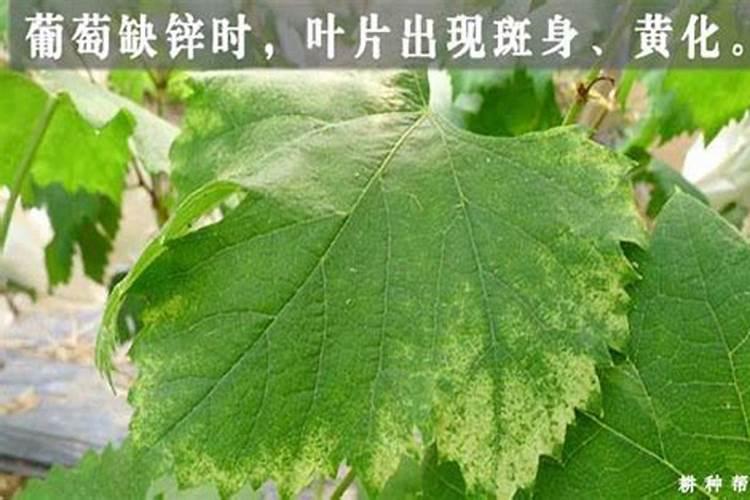 黄豆打什么药防治大豆食心虫