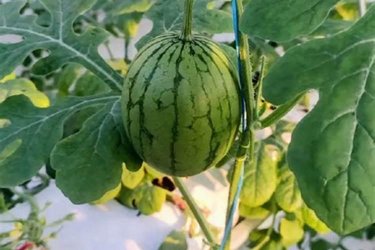 硼肥简介及详细资料