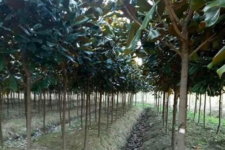 雨水种什么菜育苗最好