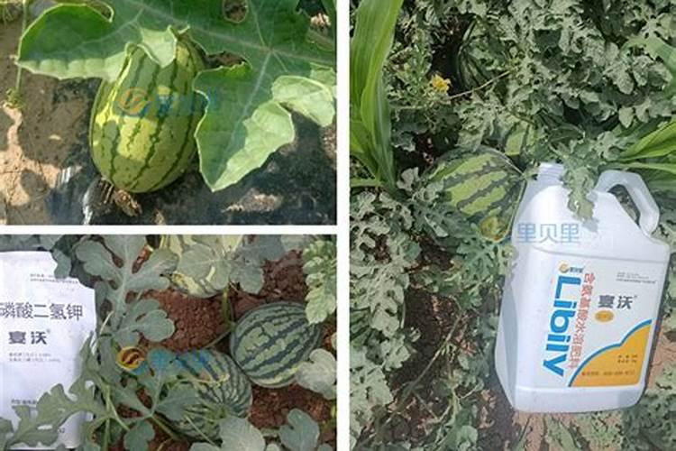 我养的花掉了叶子,叶子可以当肥料使？