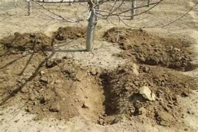 芒果树结果的时候能浇化肥吗