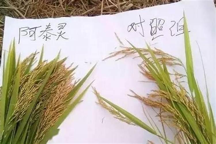 西红柿病毒病用什么药