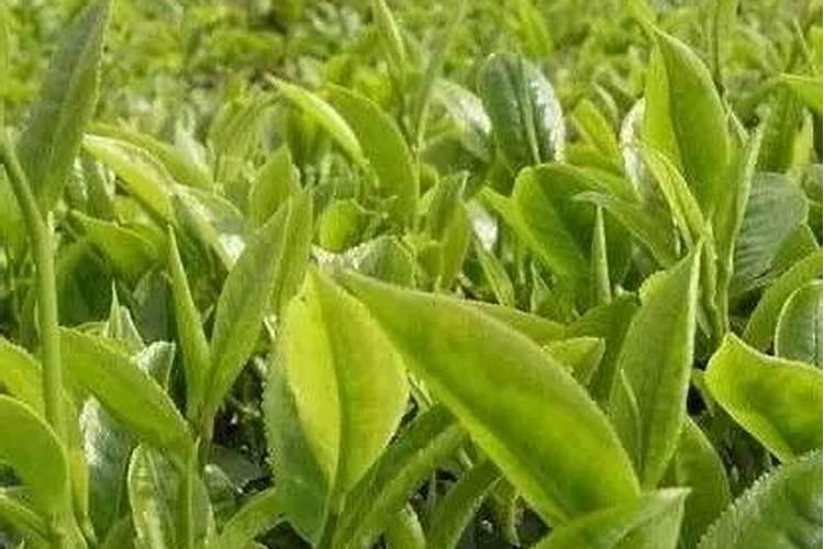 棉花花芽分化期喷施什么硼肥好？