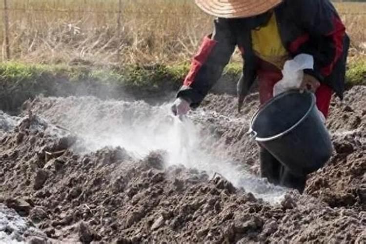 草木灰适合韭菜哪个生长阶段使用