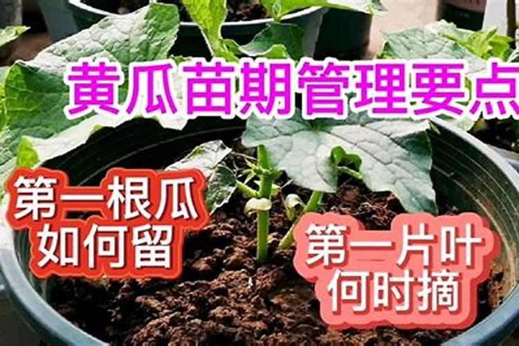 解决重茬问题最彻底的办法