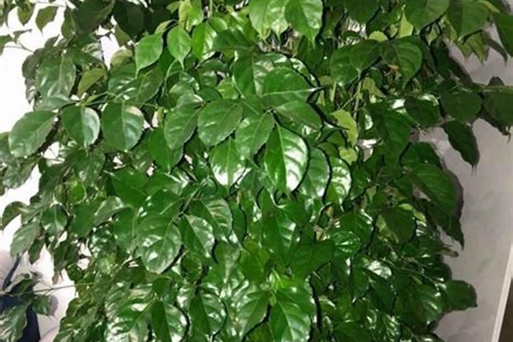 叶面肥有哪些品牌