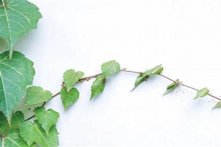 常青藤施什么肥最好