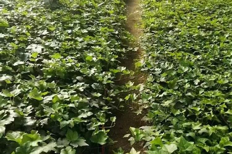 常青藤施什么肥最好