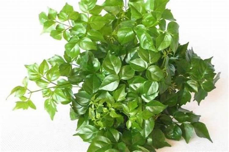 豌豆底肥放什么肥好(底肥施用方法)