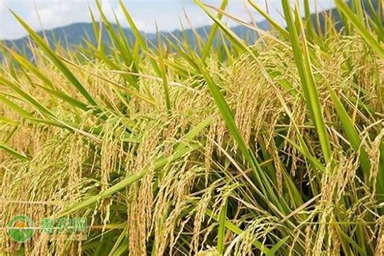 水稻直播,怎样施肥获高产？