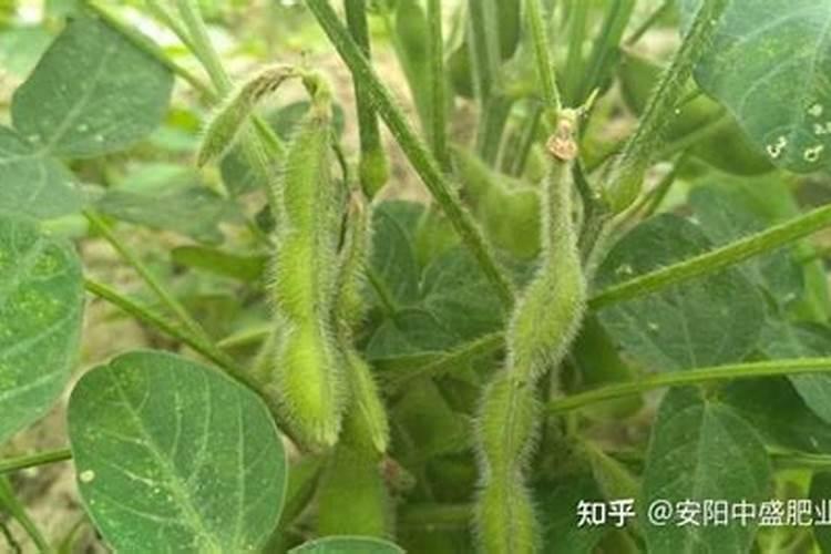 月季花施肥施什么肥料