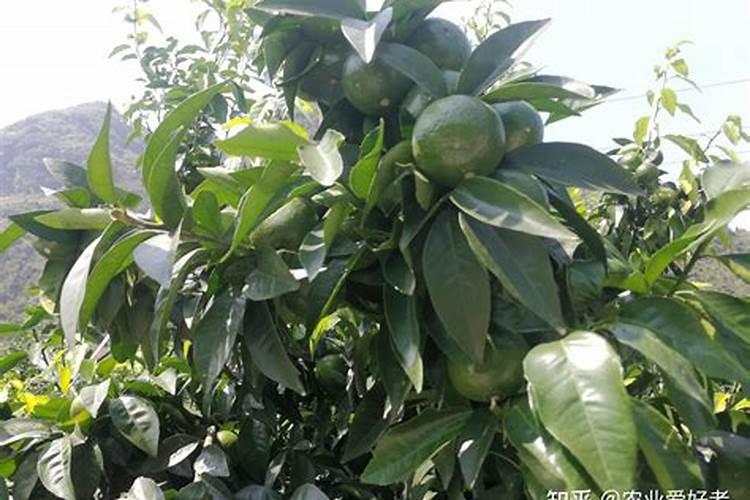 龙凤果如何区分公果和母果？