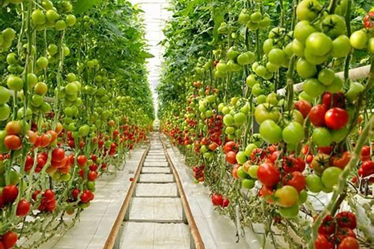 西红柿栽了七,八天了,追点尿素是不是旺长的更快了？