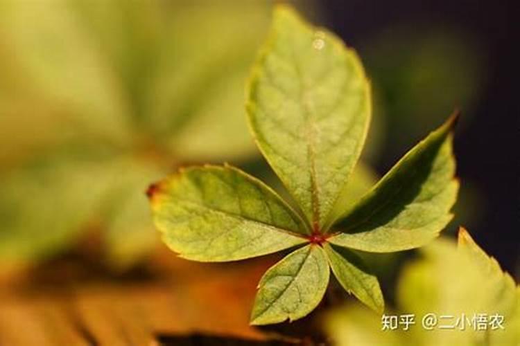 白菜种植时间和方法