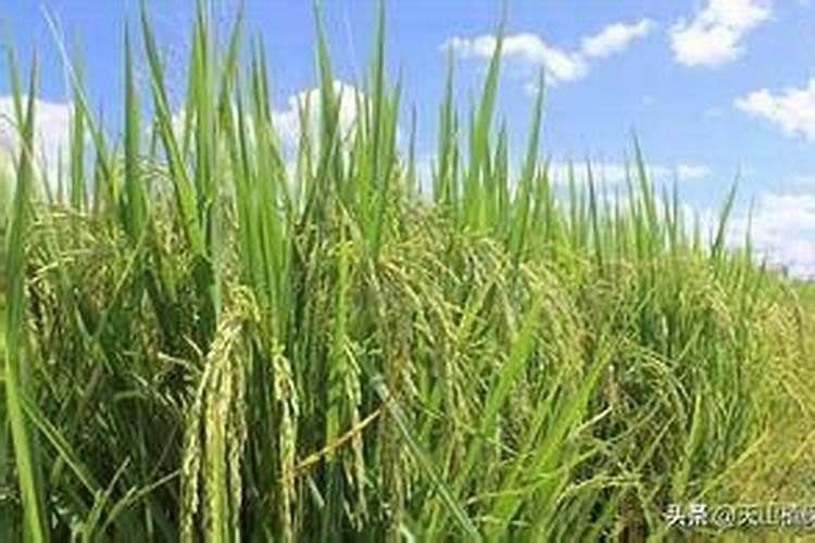 5月份水稻苗期管理方法要点