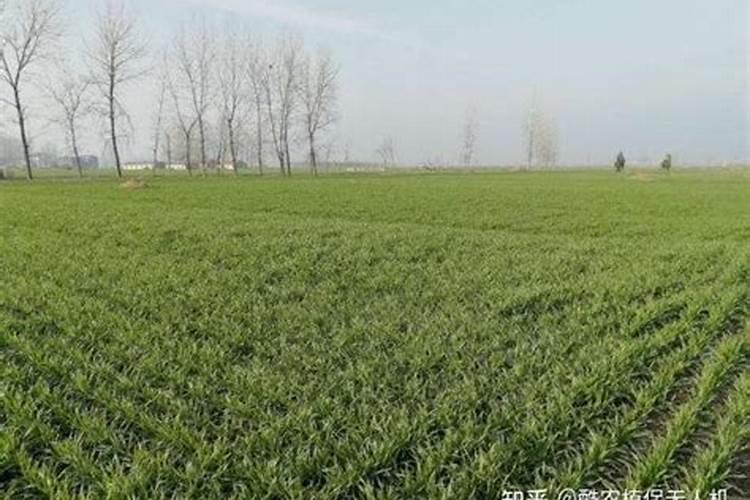 小麦生长后期追施叶面肥用什么好？氨水替代尿素追肥怎么用安全高效百 ...