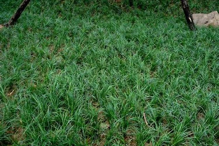 丹麦草丹麦草的栽培方法