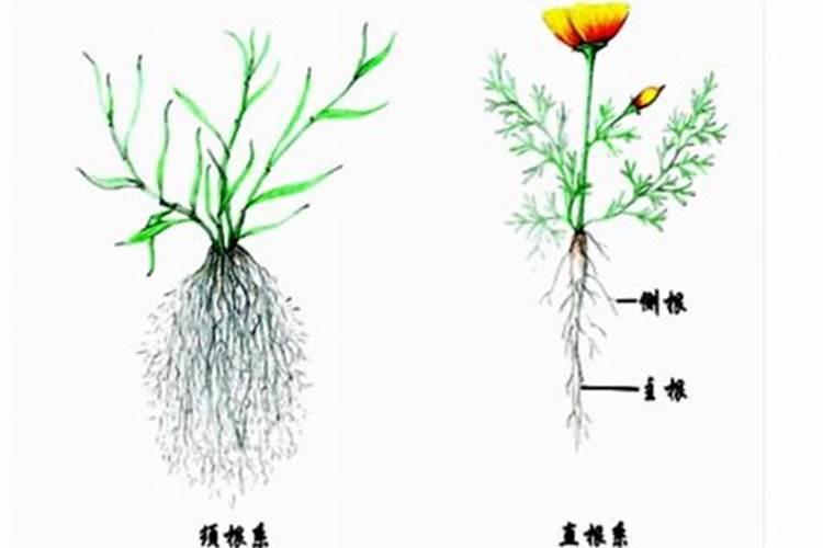 蔬菜施肥时,钙肥用错了对蔬菜的影响都有哪些？