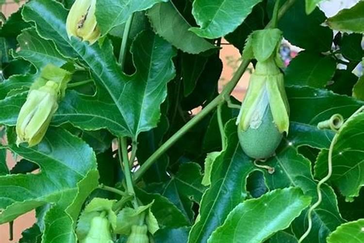 腐植酸钾属于土壤改良剂吗