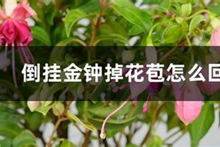 倒挂金钟掉花苞怎么办