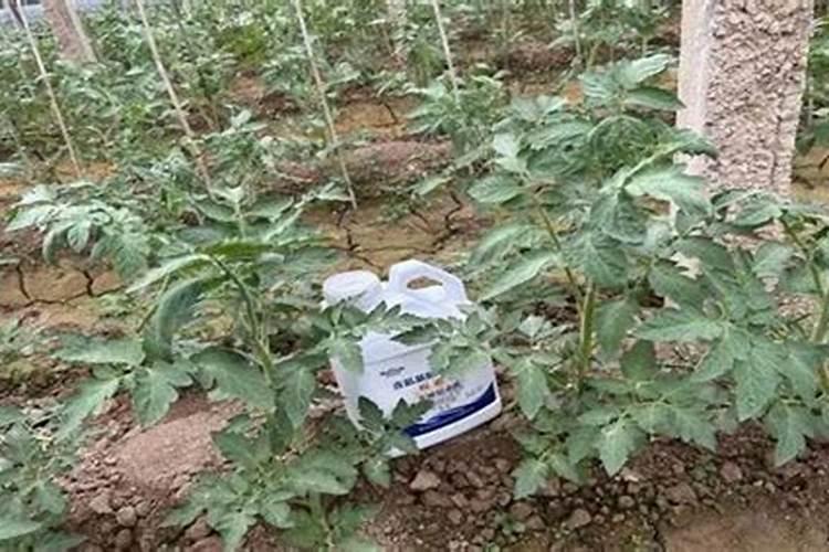 小番茄黄叶死苗冲施什么肥料好？小番茄抗重茬上什么肥料？小番茄根腐病...