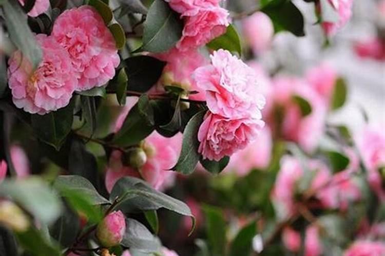 茶花开花时可以施肥吗