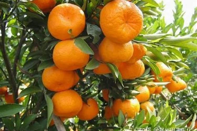 控释肥十大品牌排行榜