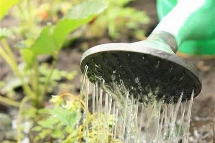 国产缓释肥品牌