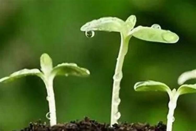 一株植物缺磷的症状？