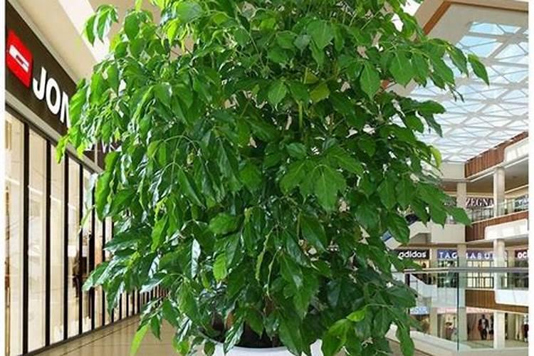 白杨树追肥用什么肥料好？