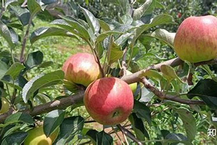 苹果膨果期,用什么高钾的水溶肥,膨果效果好？