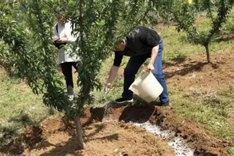 李子果小用什么药