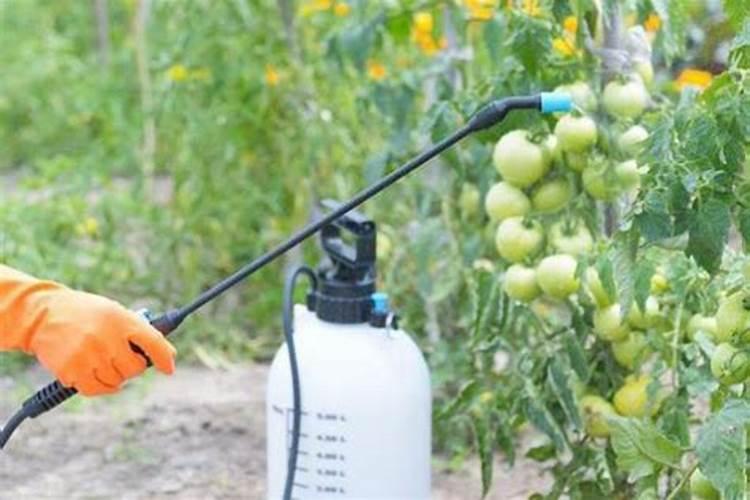 叶面肥可以灌根吗 叶面肥多长时间能吸收