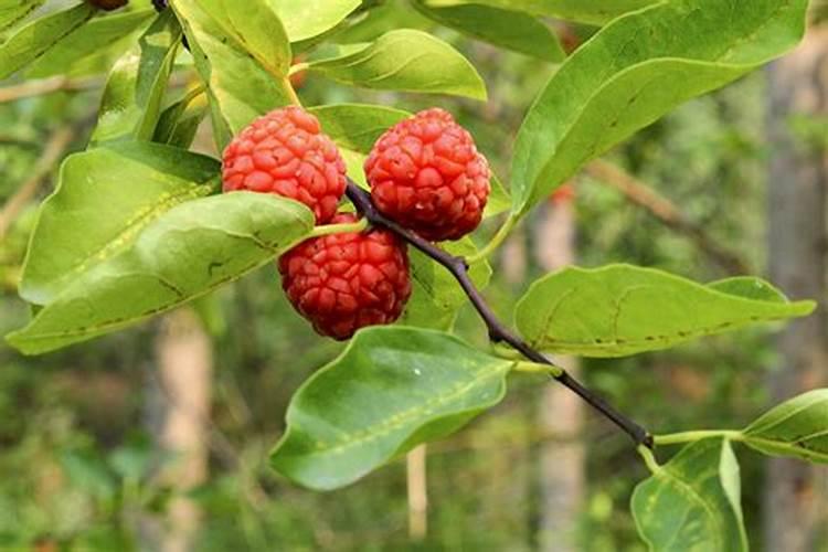 现在市场上好的钙肥是什么？最好是底施用的