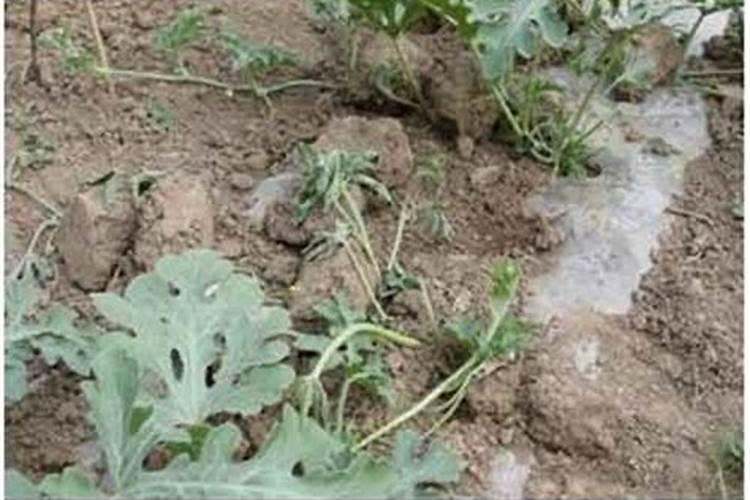 番茄有灰霉病怎么办？