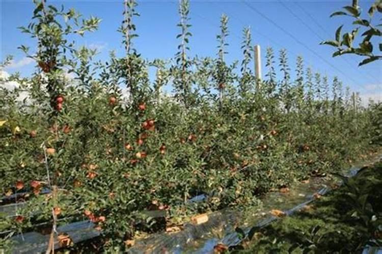 果树施含氯磷酸二氢钾会不会有危害