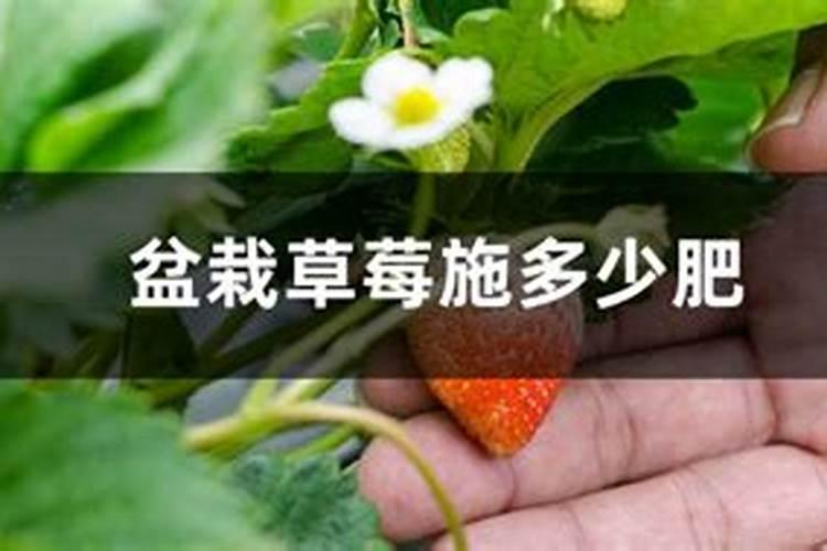 草莓苗长几年可以结果 草莓怎么施肥和浇水