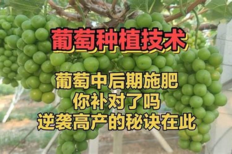 番茄挂果后怎么施肥 番茄施肥用什么肥料好
