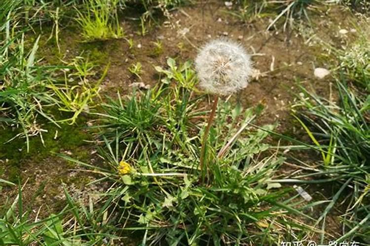 哪些植物可以做绿肥