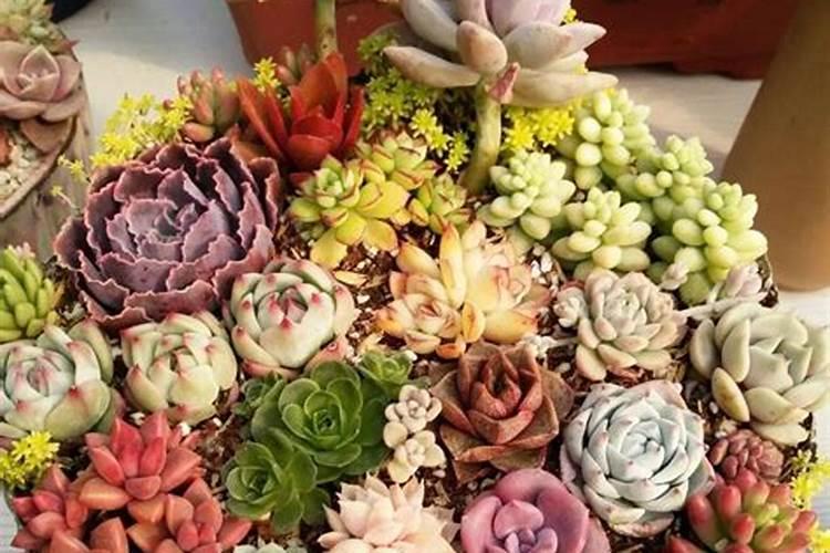 莴笋喷磷酸二氢钾叶面肥有什么效果