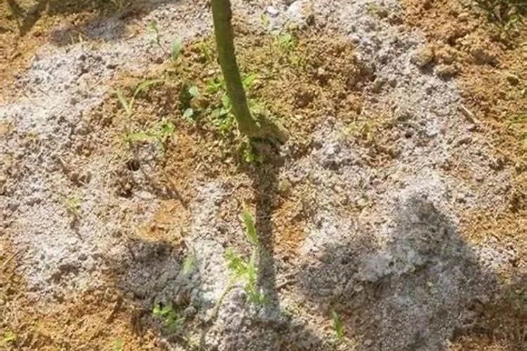 我家菜地的菜心、白菜很多跳蚤请问用什么有效安全农药防治i？