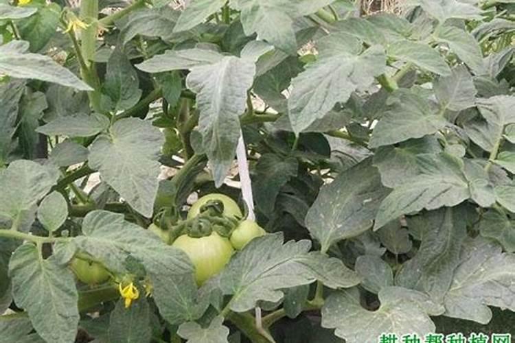 番茄有机生态型无土栽培定植前的准备工作有哪些？