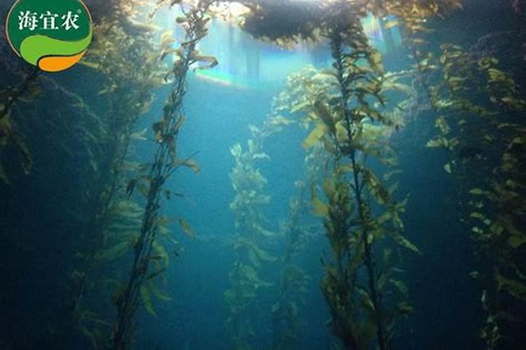 百倍邦13527海藻肥效果怎么样